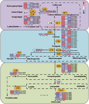 Transcriptomic and metabolic analysis unveils the mechanism behind leaf color development in Disanthus cercidifolius var. longipes